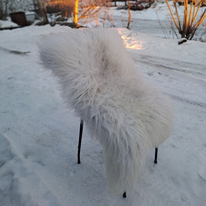 Hovedbilde Lammeskinn av Gammelnorsk spælsau hvitgrå