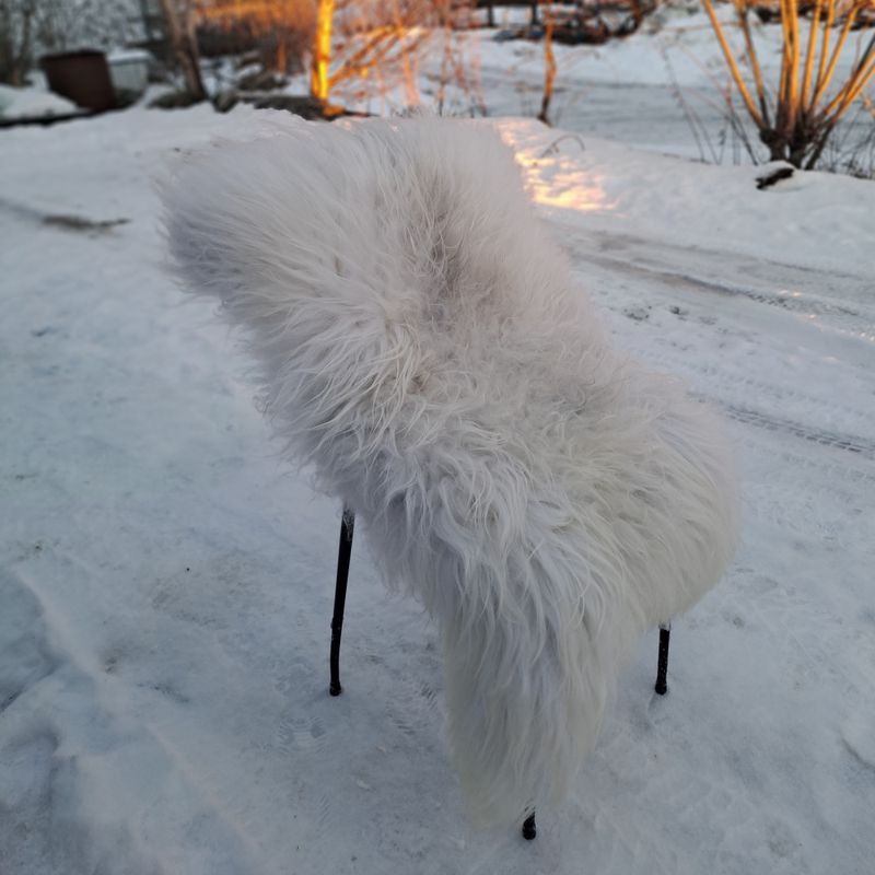 Lammeskinn av Gammelnorsk spælsau hvitgrå