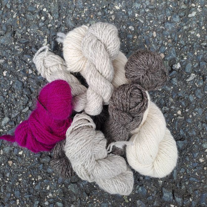 Hovedbilde Restefest - Gimre hund forundringspakke 